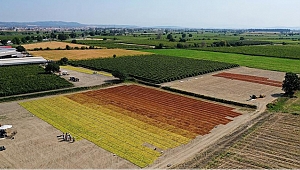 TMO’dan 10 bin tonluk alım