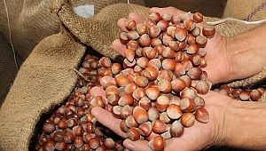 Üreticilere 50 milyon TL ödeme yapıldı