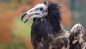 Darıca'da iyileşti, evine döndü