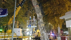 Devrilme riski taşıyan çınar ağaçları kesildi