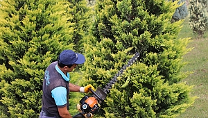 Kocaeli genelindeki ağaçlar budanıyor