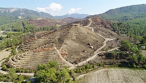 Ormanlar küllerinden doğuyor