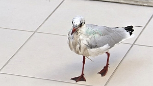 Yaralı martıya yardım eli uzandı