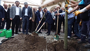 Yürüyüş Yolu’nda çınarların gölgesi eksilmeyecek