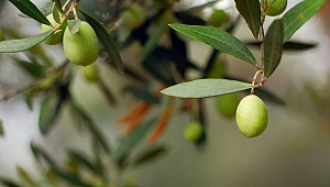 Zeytin ihracatı 142 milyon dolara ulaştı
