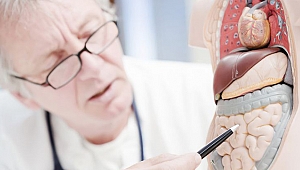 Bağırsaklar nasıl ikinci beynimiz oluyor?