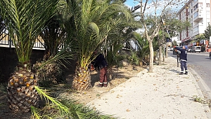 Gebze’de ağaçlara sonbahar bakımı