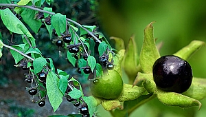 Her bitki masum değil