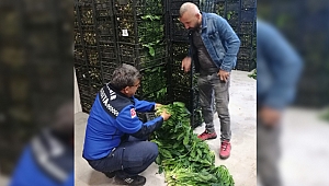 Kocaeli'de ıspanak denetimi