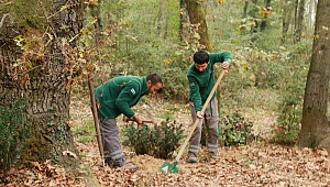 Ormanya'da kış seferberliği
