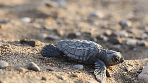 Çevreciler Caretta Carettalar için yarıştı