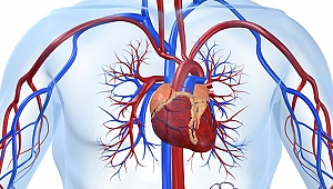 Damar hastalıklarına erken müdahale