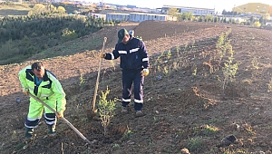 Dolgu sahaları 9 bin 790 ağaçla yeşillenecek