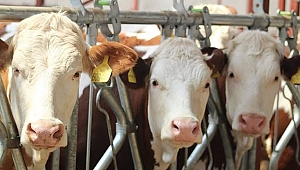 Düve ve manda alımlarına yüzde 40 hibe