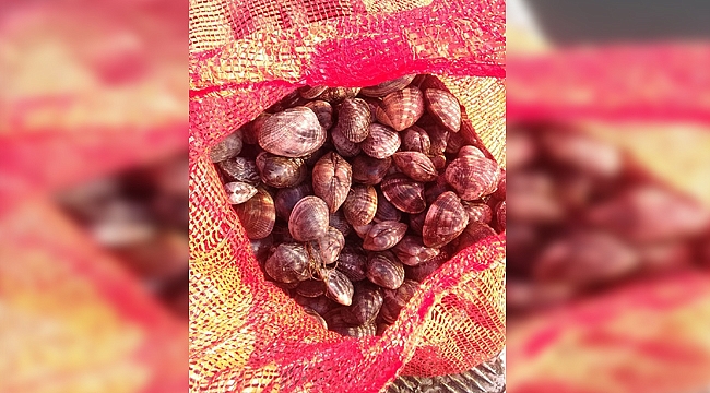 Kaçak Midye avına geçit yok