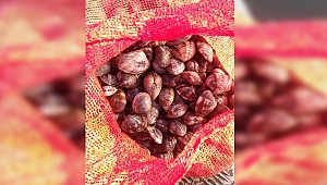 Kaçak Midye avına geçit yok