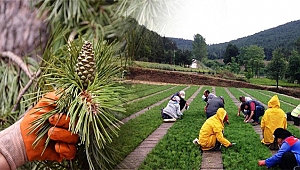 Kaliteli fidan için kaliteli tohum