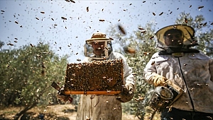 Organik arıcılık yapanlara kovan başına 10 lira destek