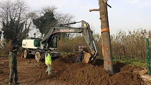 Sedir ağaçları, üretim fidanlığına dikildi