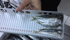 Su ürünlerine sıkı takip