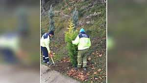 Yol kenarları yeşilleniyor