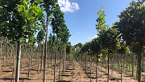 Büyükşehir 60 bin fidan üretiyor