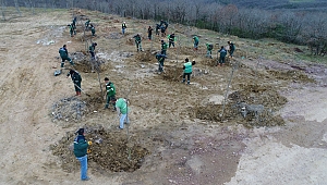 Dolgu alanı meyve bahçesi olacak
