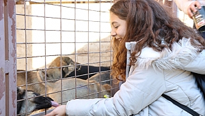 KBB, bin 899 sokak hayvanını sahiplendirdi