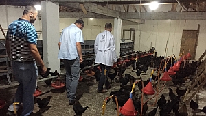 Kocaeli'ndeki üreticiye gezen tavuk desteği