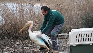 Ormanya, Ak Pelikan’a umut oldu