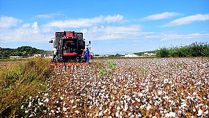 Renkli pamuk deneme üretiminde başarılı olundu