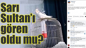 O papağan her yerde aranıyor