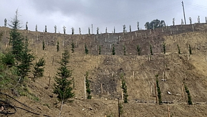 Toprak kayması yaşanan alan ağaçlandırıldı