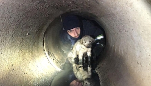 Yavru köpeğe, itfaiyeden yardım eli