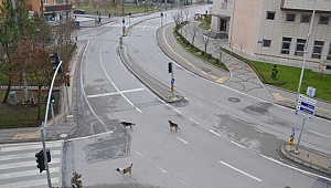 Yeni yılda Gebze'nin yolları boş kaldı