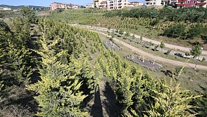 Yeşil alan 23 milyon metrekare oldu