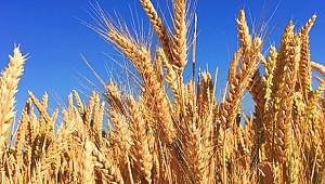 Buğday ticaretinden 12,5 milyar dolarlık katkı