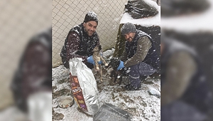 Darıca Belediyesi’nden sokak hayvanlarına yiyecek