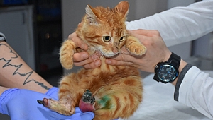 Gebze'de ayakları yanmış kedi, tedavi edildi