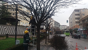 Gebze’deki ağaçları şimdi görün