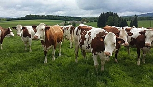 Hayvancılığa son 17 yılda 33 milyar lira