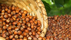 Türkiye, fındık üretimi ve ihracatında bir numara