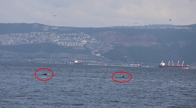 Yunusların İzmit körfezi keyfi