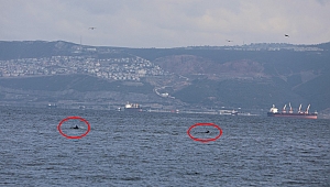 Yunusların İzmit körfezi keyfi