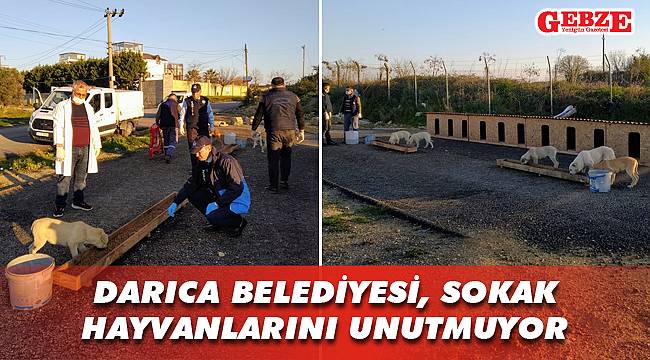 Darıca Belediyesi, sokak hayvanlarını unutmuyor