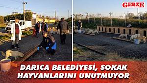 Darıca Belediyesi, sokak hayvanlarını unutmuyor