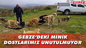 Gebze'deki minik dostlarımız unutulmuyor