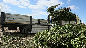 Kocaeli'den 52 ülkeye ihraç ediliyor