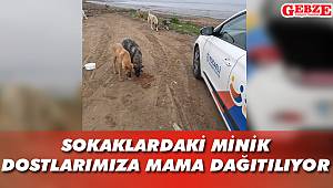 Sokaklardaki minik dostlarımıza mama dağıtılıyor