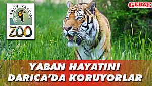 Yaban hayatını Darıca’da koruyorlar